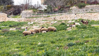 Kudüs, İsrail, 29 Şubat 2020: Genç çobanlar İsrail 'in Kudüs' ün Arap banliyösü olan Silwan 'da küçük bir koyun ve keçi sürüsü otlatıyorlar.