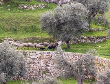 Kudüs, İsrail, 29 Şubat 2020: Çoban Gey Ben Hinnom Parkı 'nda küçük bir koyun sürüsü otlatıyor - kutsal kitaplarda İsrail' in Kudüs şehrindeki Alevli Cehennem olarak adlandırılıyor.