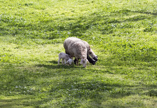Sheep with little lambs graze on the grass in the Gey Ben Hinnom Park slope - called in the Holy Books as the Blazing Inferno in Jerusalem city in Israel