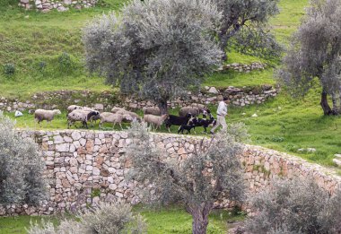 Kudüs, İsrail, 29 Şubat 2020: Çoban Gey Ben Hinnom Parkı 'nda küçük bir koyun sürüsü otlatıyor - kutsal kitaplarda İsrail' in Kudüs şehrindeki Alevli Cehennem olarak adlandırılıyor.