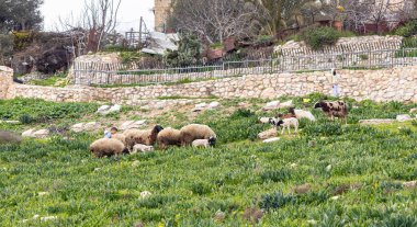 Kudüs, İsrail, 29 Şubat 2020: Genç çobanlar İsrail 'in Kudüs' ün Arap banliyösü olan Silwan 'da küçük bir koyun ve keçi sürüsü otlatıyorlar.