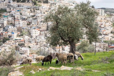 A small flock of sheep grazes on the Gey Ben Hinnom Park slope - called in the Holy Books as the Blazing Inferno in Jerusalem city in Israel