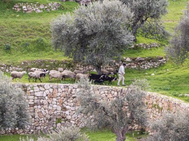 Kudüs, İsrail, 29 Şubat 2020: Çoban Gey Ben Hinnom Parkı 'nda küçük bir koyun sürüsü otlatıyor - kutsal kitaplarda İsrail' in Kudüs şehrindeki Alevli Cehennem olarak adlandırılıyor.