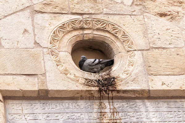 Dove Sits Niche Wall House Arab Region Temple Mount Old — Stock Photo, Image