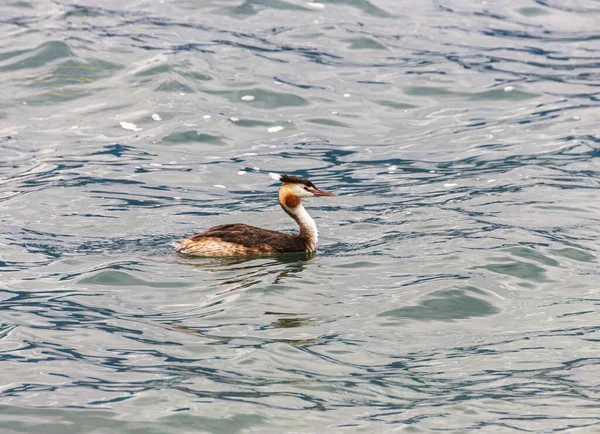 Waterfowl swims in Lake Garda in search of food near to Lazise town, in Veneto, northern Italy