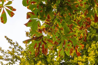 Milano 'daki bir şehir parkında yeşil yapraklı ve dikenli meyveli bir kestane ağacının dalları.