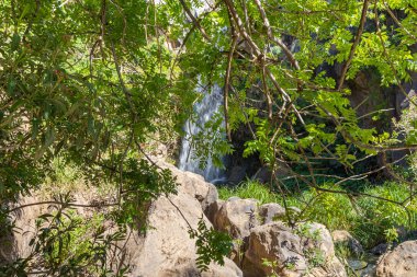 Saar Şelaleleri 'nin soğuk ve berrak suları İsrail' in Golan Tepeleri 'ndeki bir yarıktan aşağı iniyor..