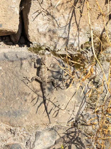 Lagarto Senta Sobre Uma Pedra Banha Sol Dia Ensolarado Nas — Fotografia de Stock