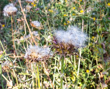Devedikeni dikenli ya da akanthus - Carduus acanthoides - İsrail 'in kuzeyindeki Golan Tepeleri' nde yetişir.