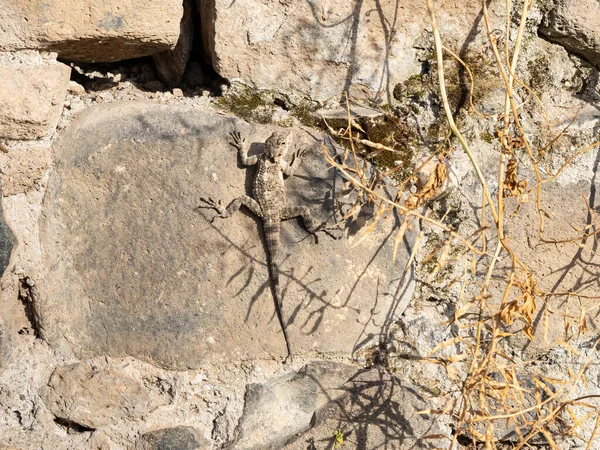 北イスラエルのゴラン高原の晴れた日には トカゲが石の上に座って太陽の下で腰を下ろしています — ストック写真