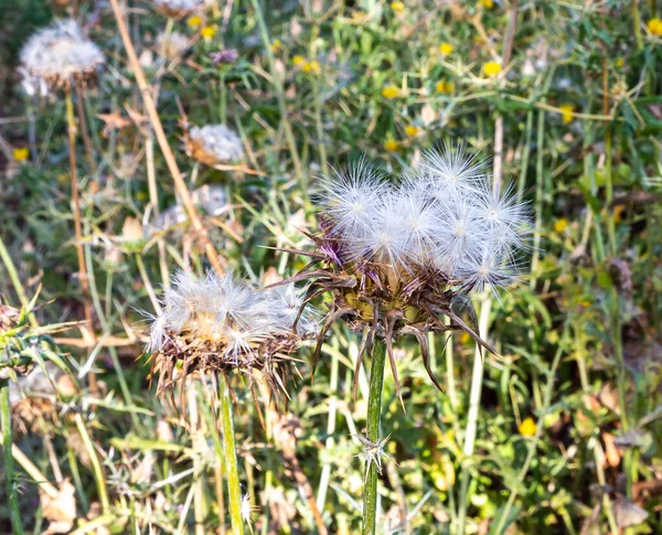 Distel Stekelig Acanthus Carduus Acanthoides Groeit Golanhoogte Het Noorden Van — Stockfoto