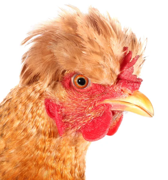 Çılgın Saç Ile Tavuk — Stok fotoğraf