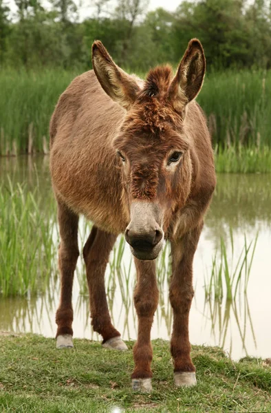 Brown donkey full frame