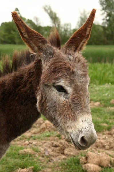 Lovely portrait of donkey