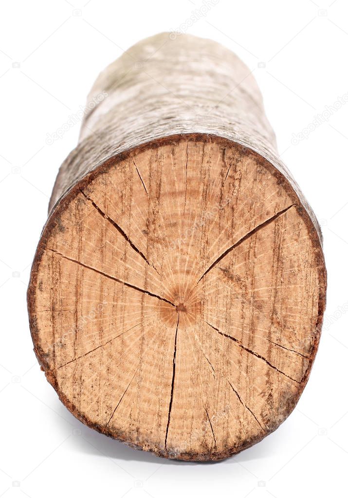 This is tree stump