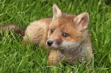 Little fox on grass clipart