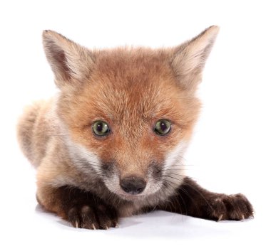 Little fox is resting clipart