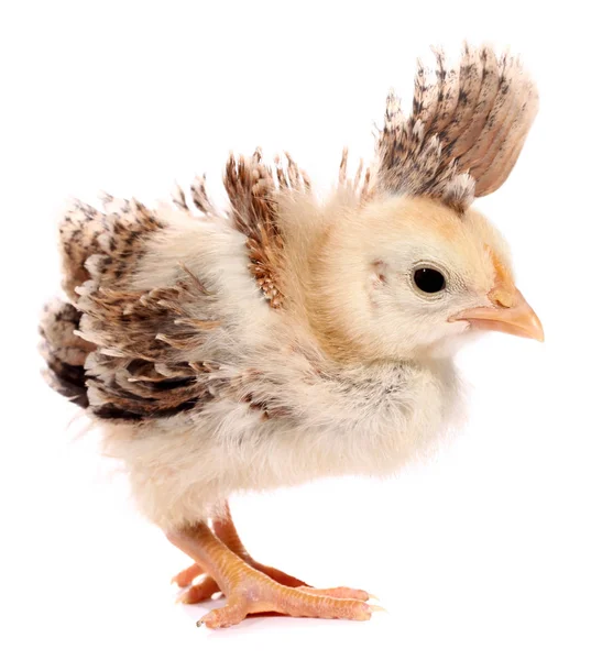 Смешной Цыпленок Пером — стоковое фото