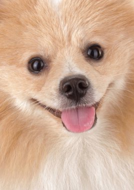Şirin küçük Pomeranian köpeği
