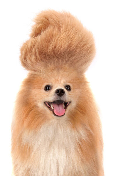 Pomeranian with crazy hair