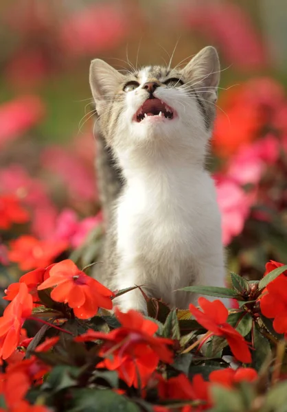 Маленькая Кошка Играет Цветы — стоковое фото