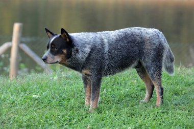 Avustralya Sığır Köpeği çimlerin üzerinde
