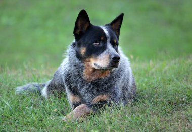 Safkan Avustralya Sığır Köpeği