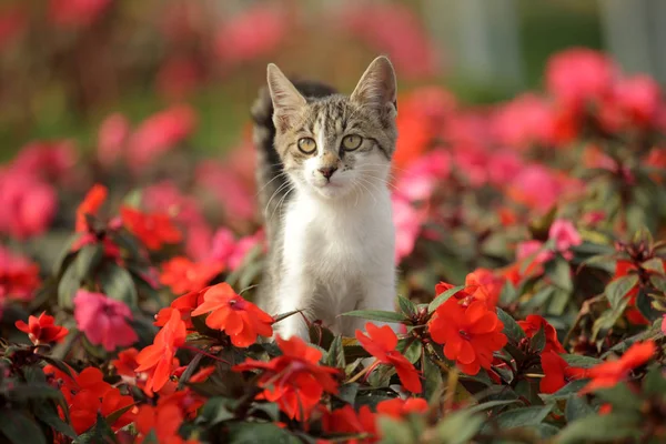 Маленька Кішка Квітах — стокове фото