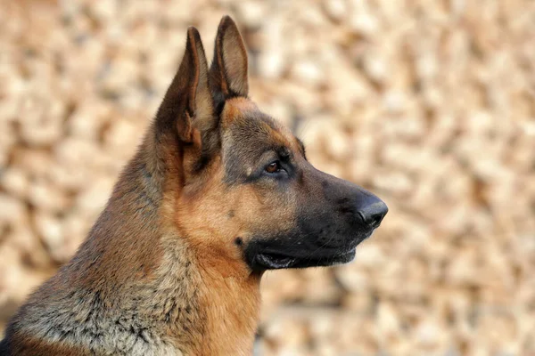 Purebred German Shepherd Dog — Stock Photo, Image