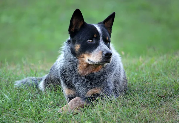 Reinrassiger Australischer Rinderhund — Stockfoto