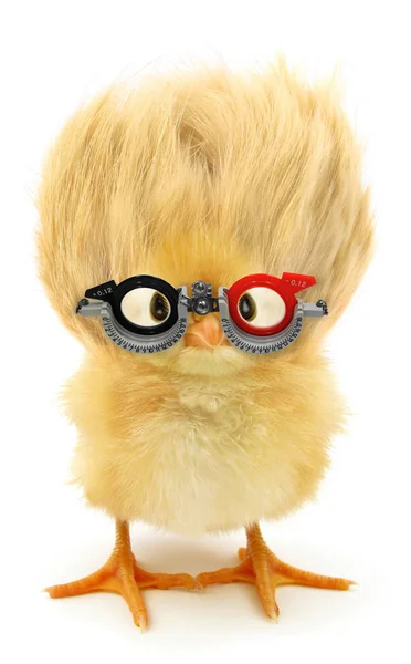 Szalony Kurczak Okularach — Zdjęcie stockowe
