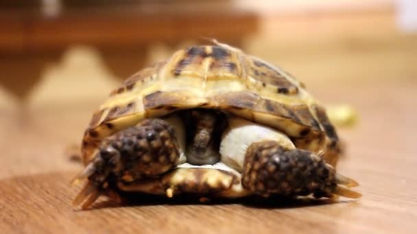 Turtle crawling on the floor — Stock Footage Turtle crawling on the floor Stock Video