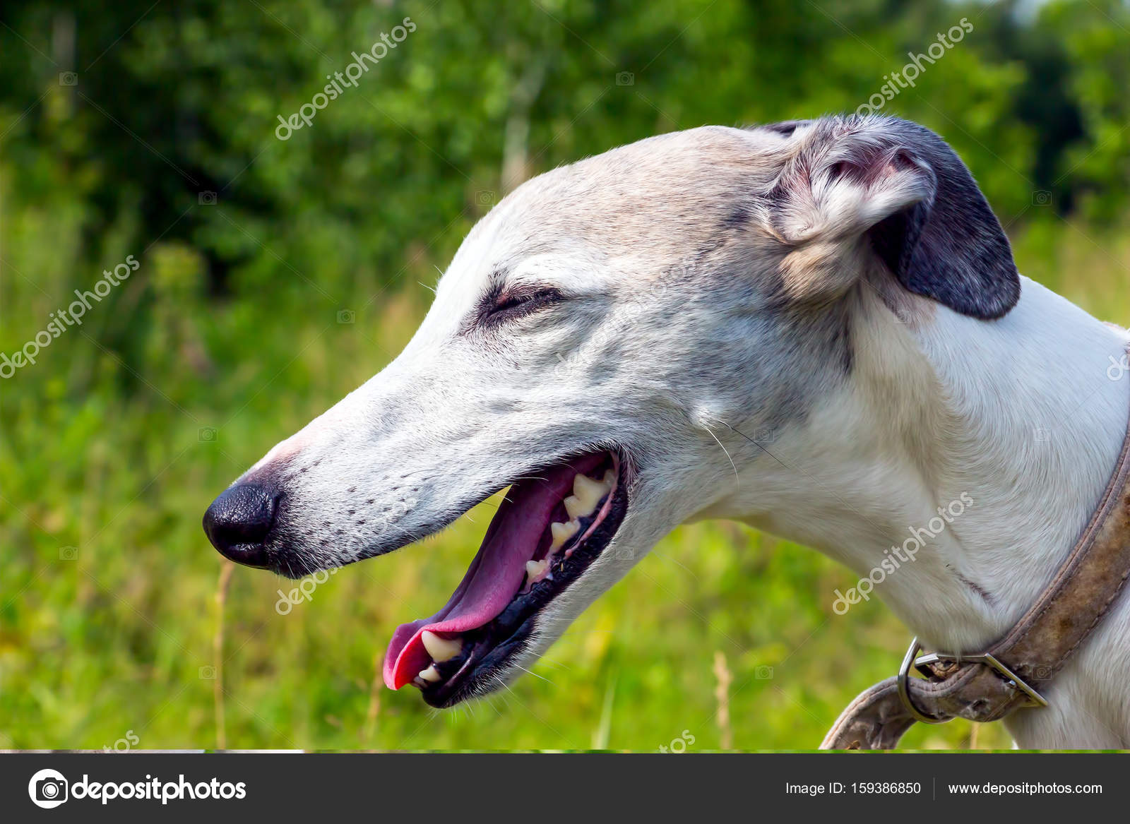 Chart Angielski Greyhound