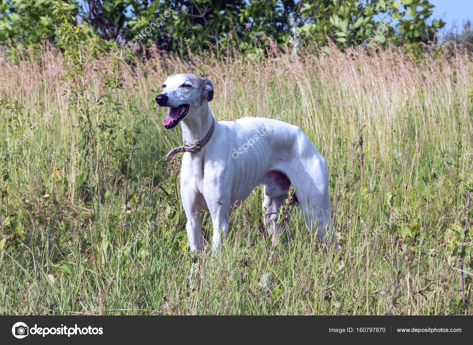 Chart Angielski Greyhound