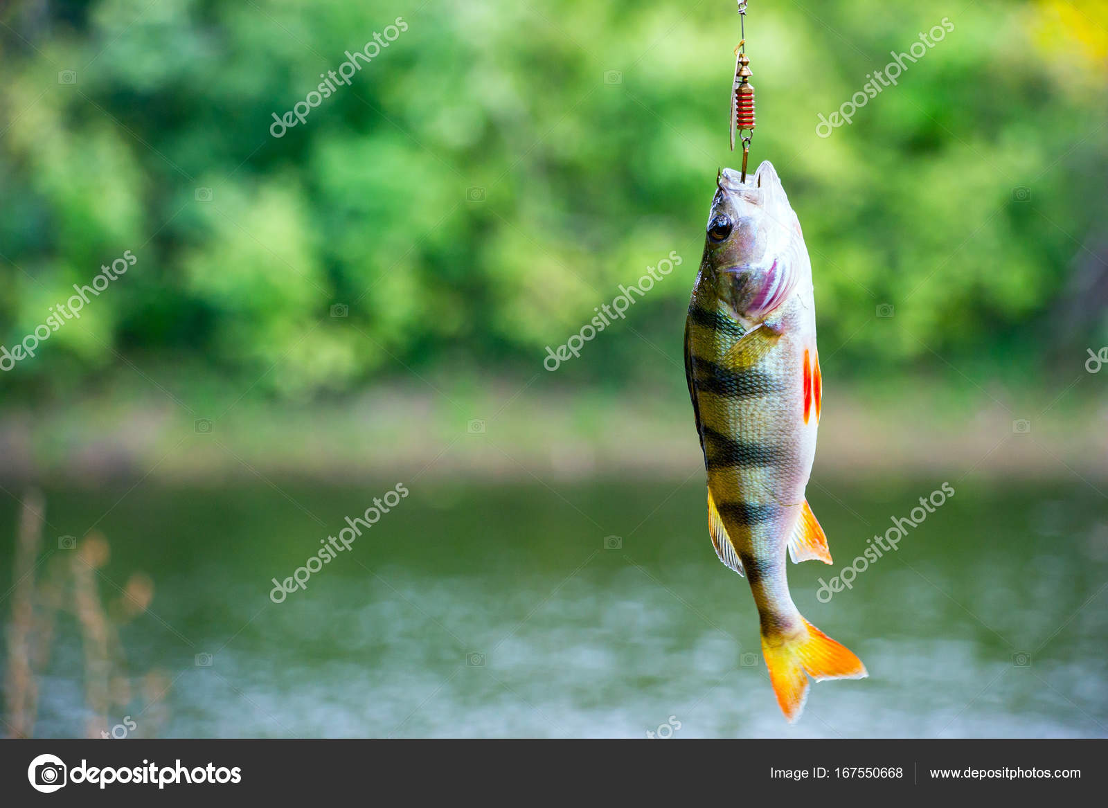 Levrek nehri Levrek nehri