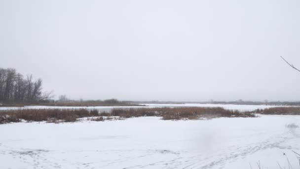 Frozen lake or swamp. Dry marsh grass in the snow — Stock Footage Frozen lake or swamp. Dry marsh grass in the snow Stock Video