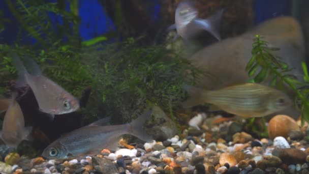 Young bream, and crucian carp swim in the aquarium. Freshwater river fish in an aquarium — Stock Footage Young bream, and crucian carp swim in the aquarium. Freshwater river fish in an aquarium Stock Video