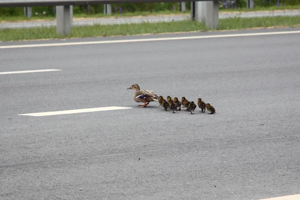 Pato e patinhos atravessam a estrada — Fotografia de Stock