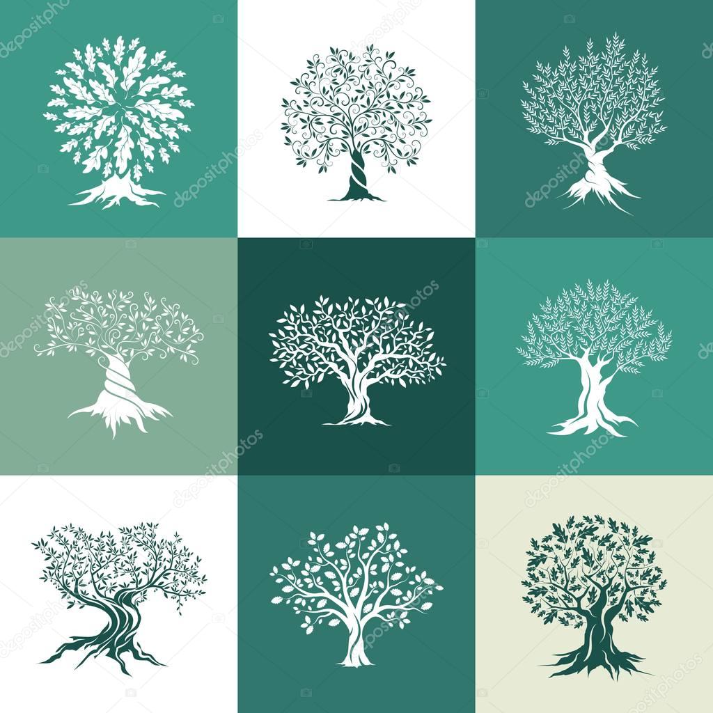 olive and oak trees silhouette isolated on color background
