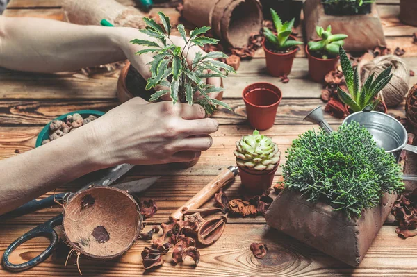 The florist behind work. Hands of the florist replace a plant in a new pot. Succulents and cactuses on a wooden table