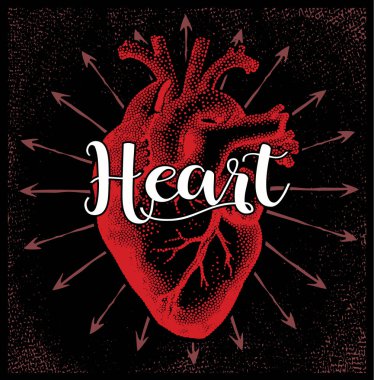 Anatomik kalp çizim