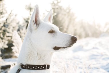 Yalnız Berger Blanc Suisse köpeği karlı ormana izlerken