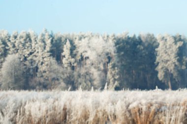 Mevsimlik karlı orman arka plan. Kış bokeh