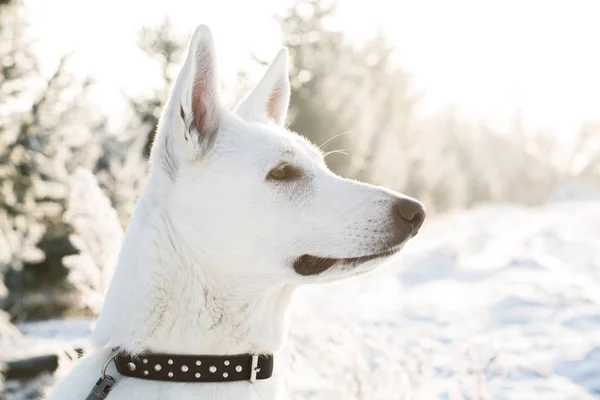 Λευκό σκυλί μοναχικό Berger Blanc Suisse, βλέποντας στο χιονισμένο δάσος — Φωτογραφία Αρχείου