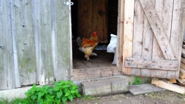 Kırmızı horoz önemli kendi toprakları üzerinde yürüyor