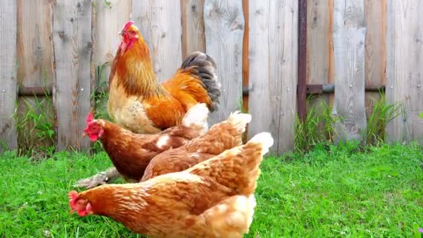 Три петуха и курица идут по зеленой траве возле забора — стоковое видео