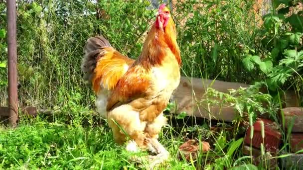Pelirroja guapo gallo importante con peine rojo en la cabeza camina por el jardín — Vídeo de stock