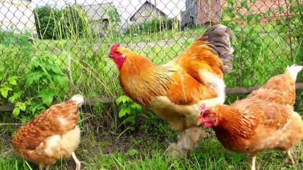 Gallo e gallina che camminano nel giardino vicino alla recinzione di ferro — Video Stock