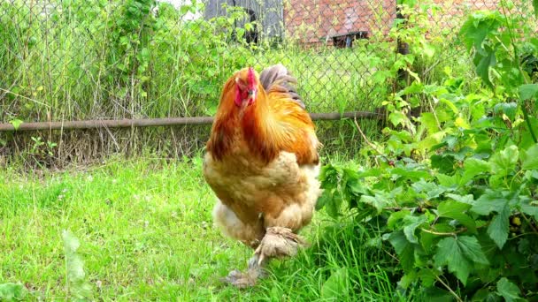 脂肪公鸡走在黑穗醋栗布什 — 图库视频影像