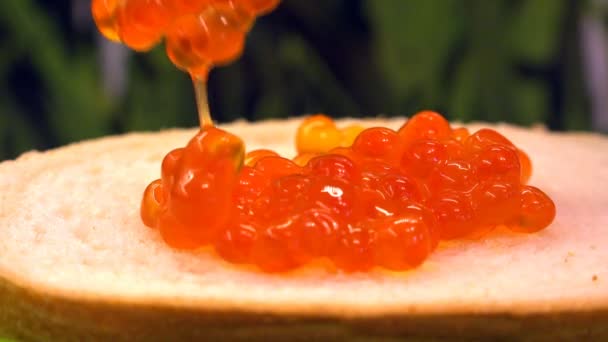 Caviar rojo se encuentra en un pedazo de pan blanco — Vídeos de Stock